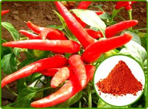 Capsicum Extract