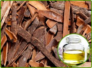 Cassia Oil