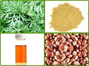 Celery Seed Oil