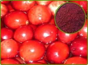 Cranberry Extract