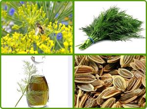 Dill Seed Oil