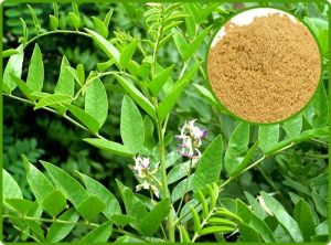 Glycyrrhiza Glabra Extract