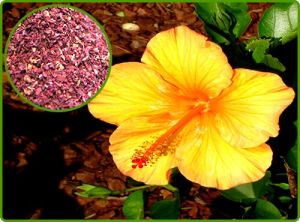 hibiscus extract