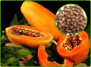 PAPAYA SEED EXTRACT