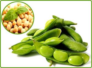 SOY PROTEIN EXTRACT
