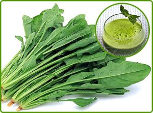 SPINACH EXTRACT