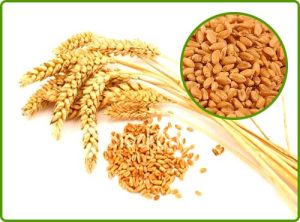 WHEAT PROTEIN EXTRACT