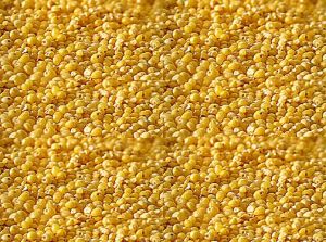 Foxtail Millet Seeds