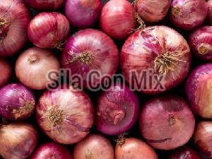 Onion