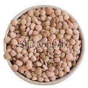 Brown Lentils