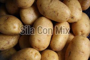Potato