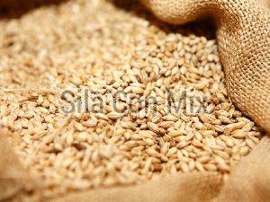 Wheat
