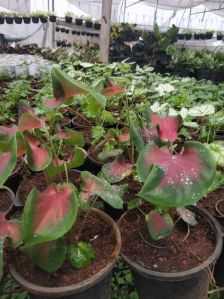 Caladium Pink Plant