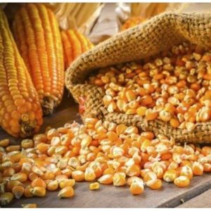 Non GMO Yellow Maize