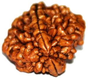 Two (Do) Mukhi Rudraksha Beads