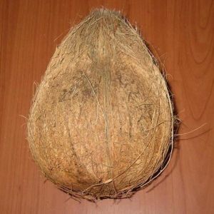 Semi Husked Coconut