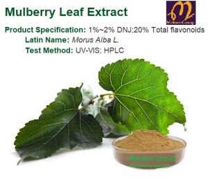 Mulberry Leaf Extract