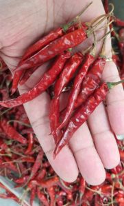 Organic Daiveek Red Chilli