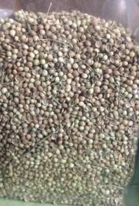 Dry Coriander Seed