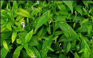 Andrographis Paniculata