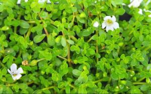 Bacopa Monniera Extract