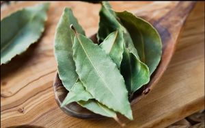 Bay Leaf