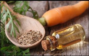 Carrot Seed Oil