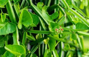 Cissus Extract