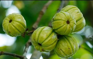 Garcinia Cambogia Extract