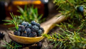 Juniper Berry Oil