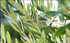 Olive Leaf Extract