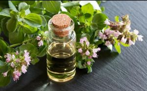 Oregano Oil