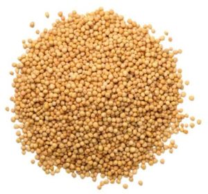 Yellow Mustard Seeds