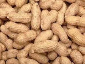 Shelled Groundnut