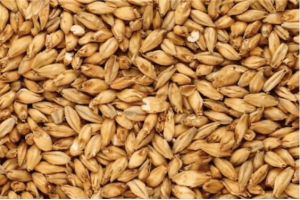 Barley Animal Feed