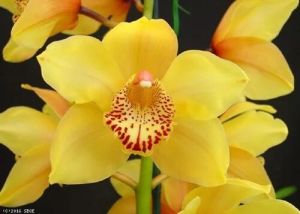 Cymbidium Orchids Plants