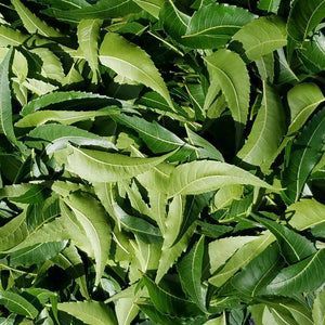 Dried Neem Leaves