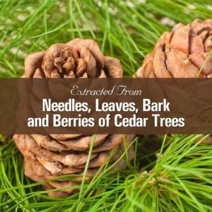 Cedarwood Essential Oil