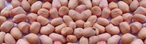 Groundnut Kernels