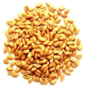 Hybrid Wheat Seeds