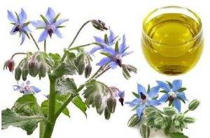 Borage Seed Oil