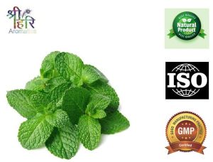 Peppermint Liquid Extract