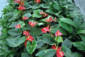 Anthurium Red Plants