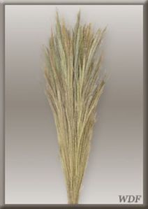 Decorative Broom Grass