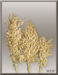 Decorative Corn Grass