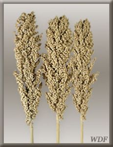 Decorative Indian Corn Grass