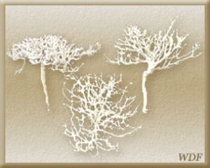 Decorative Dry Tree