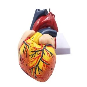 Human Heart Model