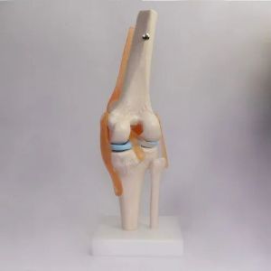 Knee Joint Model