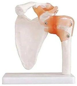 Shoulder Joint Model